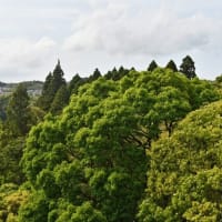 すでに立夏　今年も猛暑か　2025/05/10（鹿児島）