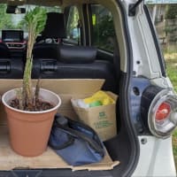 鉢植え蒟蒻移動、排水溝掃除道具、植木置台など