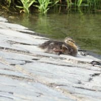 マガモ