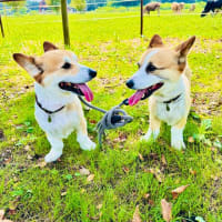 富士山と牛とピークル