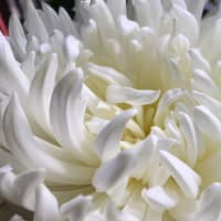 療養生活③ 薬との付きあい方