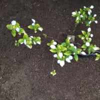 崑崙花