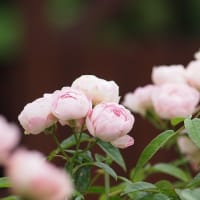終盤の薔薇たち