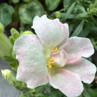 お寺の菩提樹の花