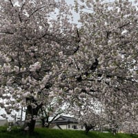 桜はまだまだ咲いています