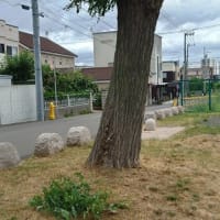 公園ボランティアの２回目 ～ ニセアカシアのとげはすごい