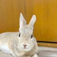 みんなどんどん引越していくなぁ。