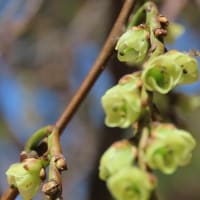 高ボッチ高原・鉢伏山で最近咲いている花　キブシ（木五倍子）