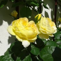阪急西宮ガーデンズ、スカイガーデンの花