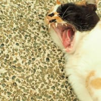 出会った三毛猫
