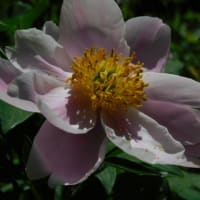 5月7日　今日の写真　　・芍薬　雨の日と 晴れた日