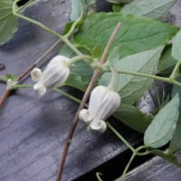 6年ぶりの開花