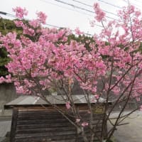 雨の1日、桜も散り始める