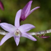 鉢植えのセッコク 「万里紅」