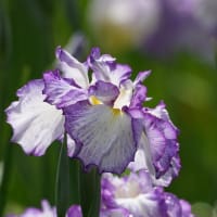 馬見丘陵公園のの菖蒲園と紫陽花
