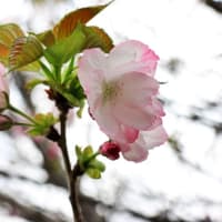 目黒川のさくらと中目黒公園