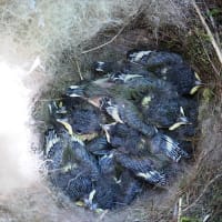 庭の柿の木にかけた巣箱のシジュウカラが１９日目に７羽全て巣立った！　　「シジュウカラ通信」　