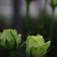 薔薇②