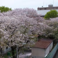 花吹雪と八重桜咲き始めの陵南公園 2024.4.13