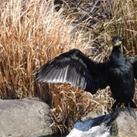 大仙公園の野鳥（２０２５年３月１０日）