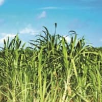 Vol.163 奄美群島の砂糖地獄（3）