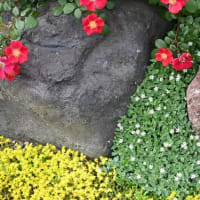 可愛いシコタンハコベの花