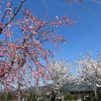 消えたカメラが出てきたり、桜が咲いたりペットヒーターが焦げてたり