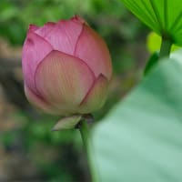 13日、十二坊蓮臺寺から大徳寺、船岡山への散歩で猛暑日だより＆癌治療