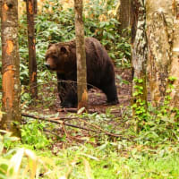 麦畑に巨大なヒグマが出入りしているっ！