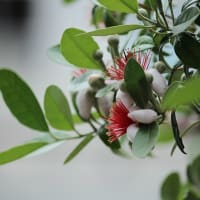名前が判りません  この花
