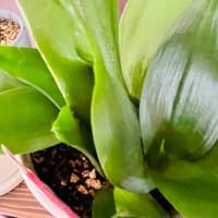 逞しく育ってる観葉植物