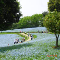 昭和記念公園のネモフィラ（2024/4/26）