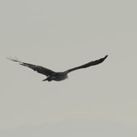 06/02探鳥記録写真：はまゆう公園の鳥たち（ミサゴの飛翔、ウグイス、ホオジロ、カワラヒワ、）