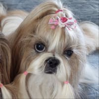 トリミングでさっぱり