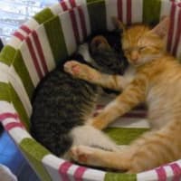 キャットタワーはぼくらのお城