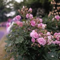 夜のバラ園でクラシック鑑賞