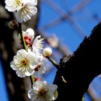 松戸　21世紀の森