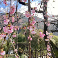 長谷寺の桜、咲き始めました。