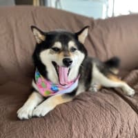 ハナ、もう夏バテ？