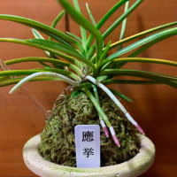 應挙