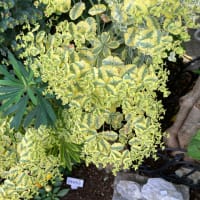 オーストラリアの花