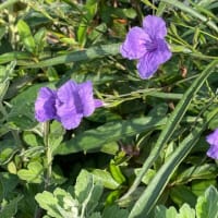 お散歩の花