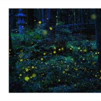 ヒメホタル　夜光の宴