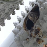 「チョウゲンボウ」