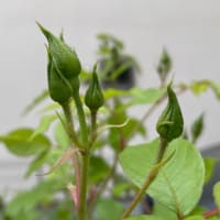 2025.4.20 もうすぐバラの季節
