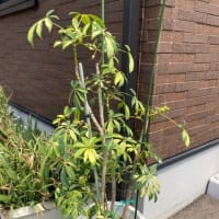 お引っ越ししました！🪴