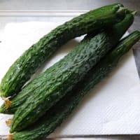 家庭菜園の収穫始まりました