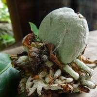 コンニャクの花　広がった花　ポピーとミヤコワスレ　ヤマボウシ　椿の実（？）
