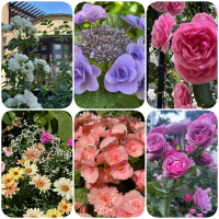 KIOI ROSE WEEK 2025
