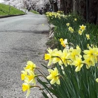 再掲載；・・・桜と友との別れ（７年前の春のことです）